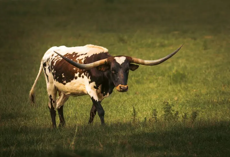 Texas Longhorn steer in Hill Country